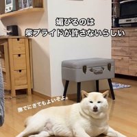 「ここに来てもいいよ」