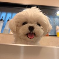 ひょっこり