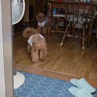 部屋に戻っていく犬