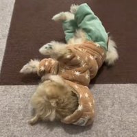 コテンと倒れちゃった