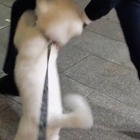 パパさんのお迎えに来たふう太くん7