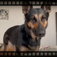 ママさんが寝込んだ時の心配そうなお顔