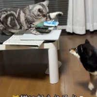 思わず逃亡するアイスちゃん