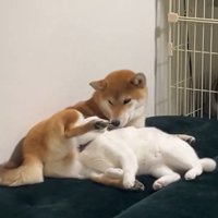 見つめ合う2匹