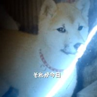 光が走る犬の写真