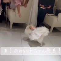 近づく犬