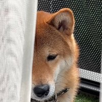 目を伏せる犬1