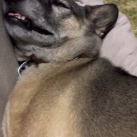 イビキがおさまってきました