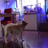 脚カバーを取り合う姉妹犬