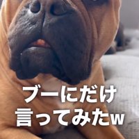 散歩に誘われる中型犬