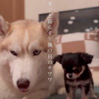 新しい家族は極小犬！！