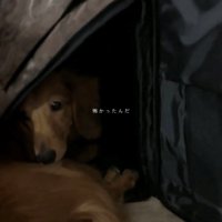 キャリーバッグの中で丸くなる犬