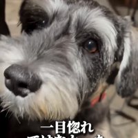 顔を近づける犬