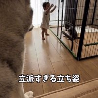 柵につかまり子犬を見る赤ちゃん