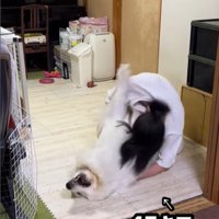ドレミちゃんの成長7