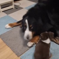 伏せをする大型犬の顔のそばで動く子犬