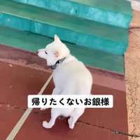 リードを引っ張る飼い主さん