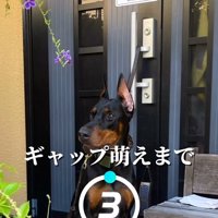 飼い主さんだけが知る本当の姿とは…？