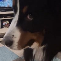 たたずむ大型犬