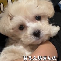 飼い主に抱っこされている子犬