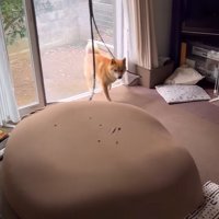 音に反応して家へ入ってくる柴犬