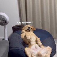 まだ眠いロキくん