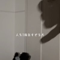 素早く犬に近づく影