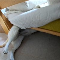 耳掃除を嫌がるきなこちゃん7