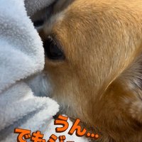 「本当にごめんなさい…」