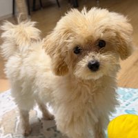 同居犬はぬいぐるみのよう♡