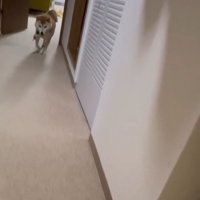 カギを咥えてきたまるちゃん