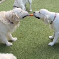 おもちゃをくわえる3匹の大型犬たち