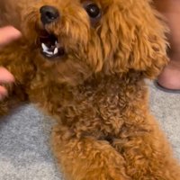 しっかり者のぽん太ちゃん