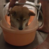 体が濡れて、しょんぼり…
