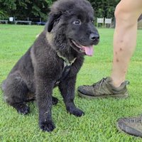 男性を見上げる黒い犬