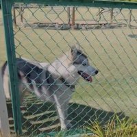 フェンス越しに笑顔を見せる犬