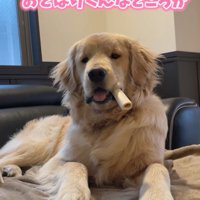 とぼけてることも