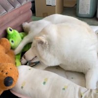 カエル