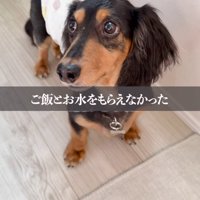 洋服を着せてもらった犬