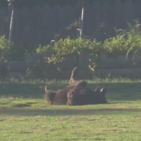 ドッグランでひとり遊びをするノアくん4