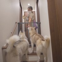 女性に抱っこされている赤ちゃんを見つめる2頭の犬