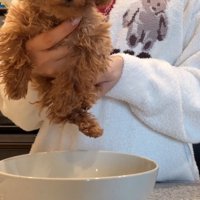 子犬とどんぶり