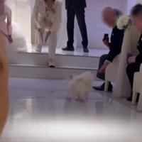 飼い主の元へ走る犬