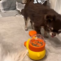 困惑するこげまる君
