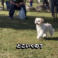 飼い主さんを見つけられないピコちゃん