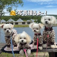 仲良しな小型犬の兄妹