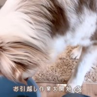 バケツに入った魚を見つめるオーストラリアン・シェパード