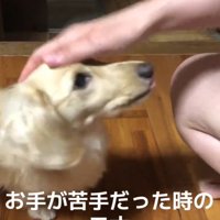 飼い主に頭を撫でられて舌を出す犬