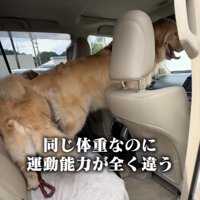 車内にいる2匹の犬