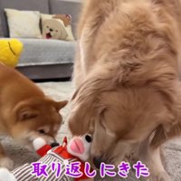 2匹の攻防戦が開始